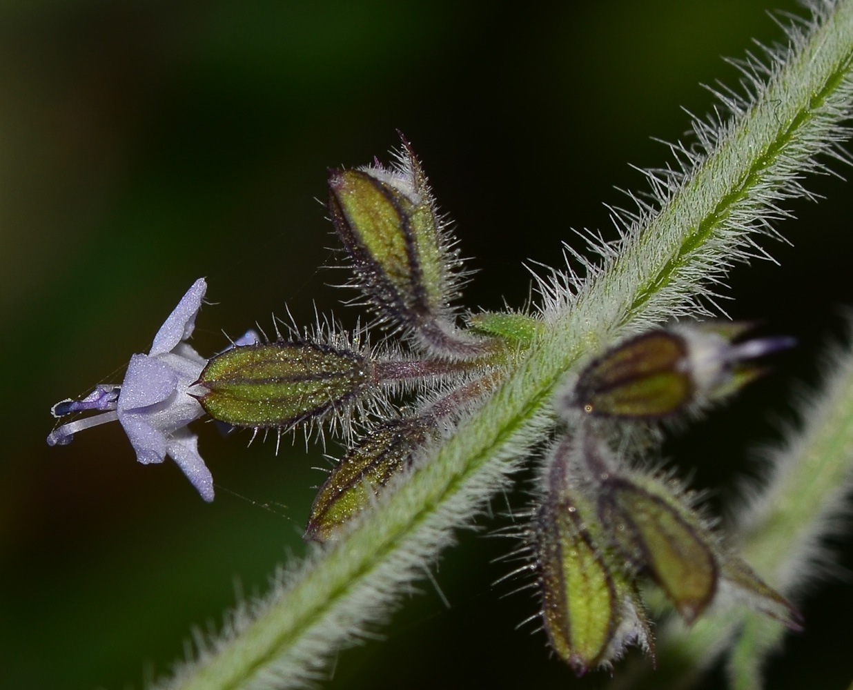 Изображение особи Salvia aegyptiaca.