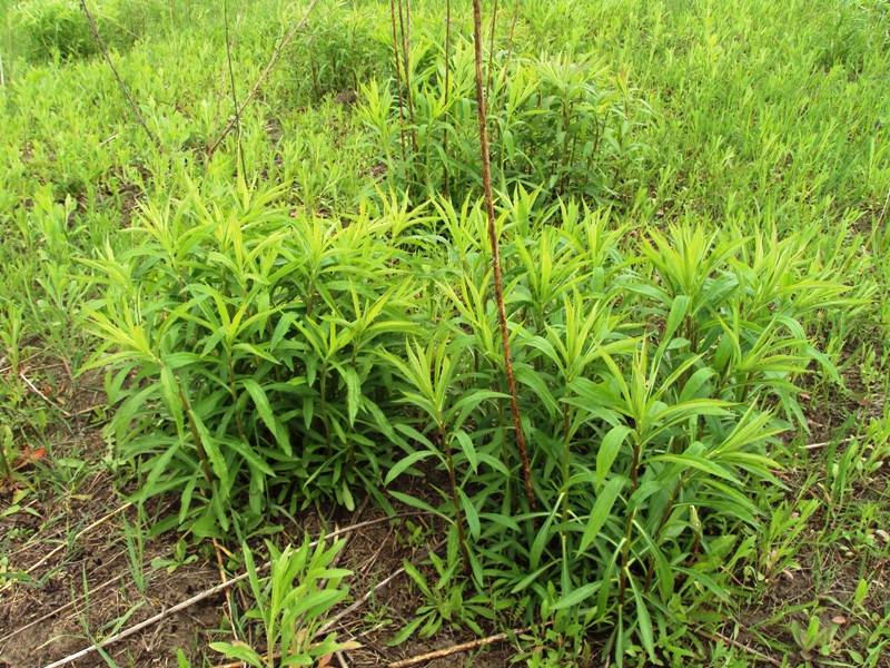 Изображение особи Solidago canadensis.