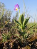 Viola hymettia