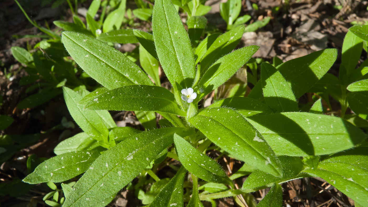 Image of Myosotis sparsiflora specimen.