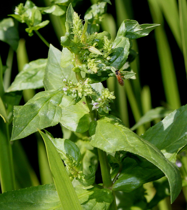 Image of Veronica anagallis-aquatica specimen.