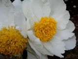 Paeonia lactiflora. Цветки ('Queen of the Belgians'). Германия, г. Дюссельдорф, Ботанический сад университета. 02.06.2014.