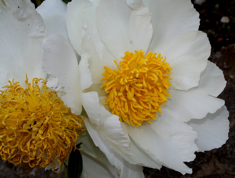 Image of Paeonia lactiflora specimen.