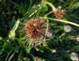 Taraxacum officinale. Соплодие с аномальными семянками без хохолков. Московская обл., Электрогорск, луг. 23.05.2014.