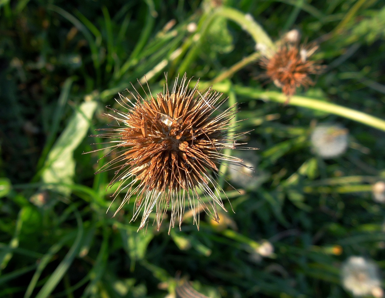 Изображение особи Taraxacum officinale.