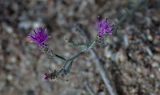 Centaurea pseudosquarrosa