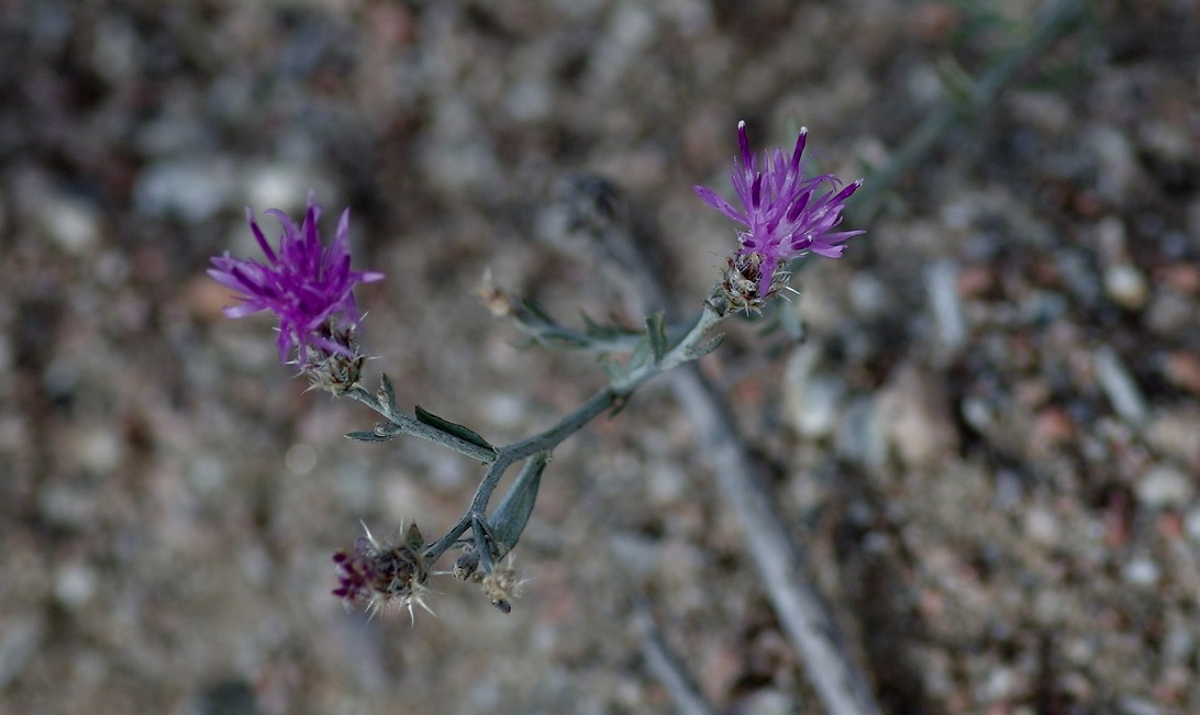 Image of Centaurea pseudosquarrosa specimen.