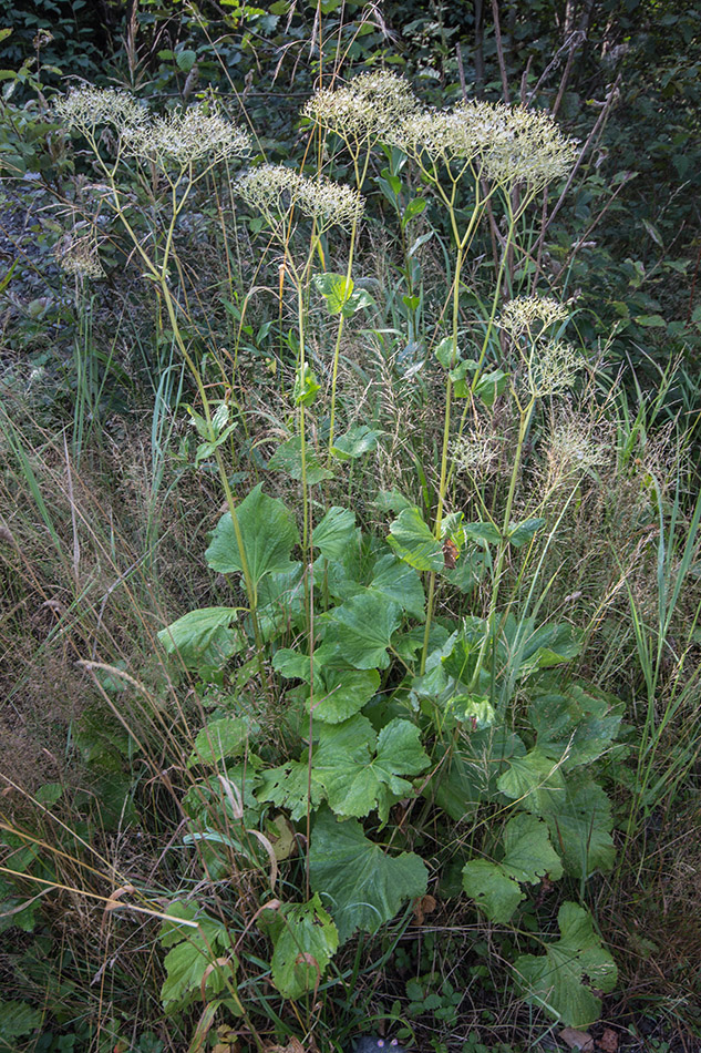 Изображение особи Valeriana alliariifolia.