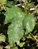 Xanthium orientale