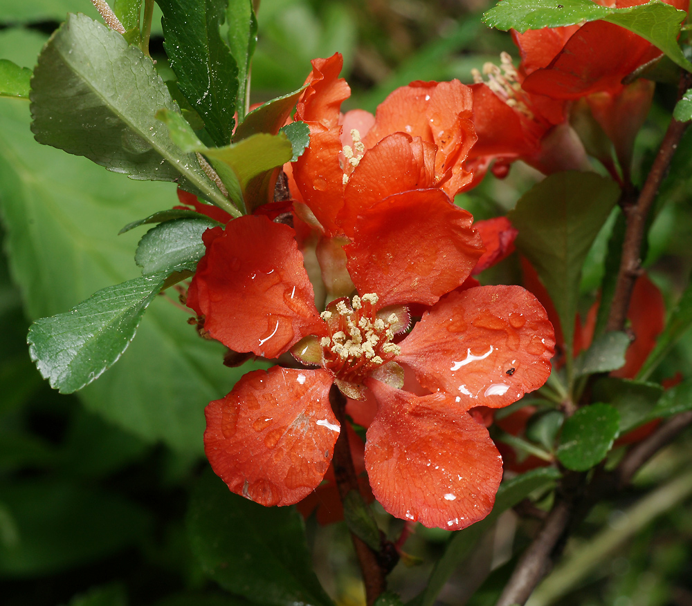 Image of Chaenomeles japonica specimen.