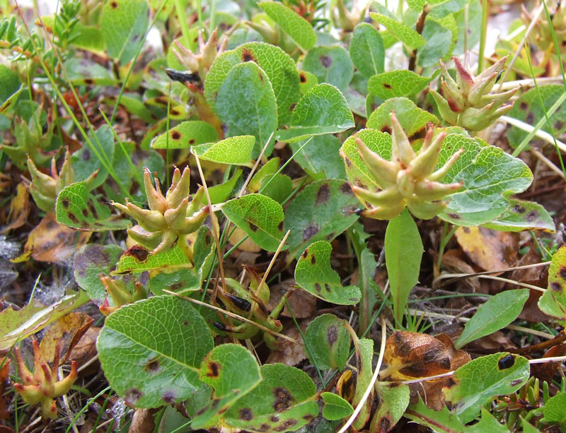 Image of Salix herbacea specimen.