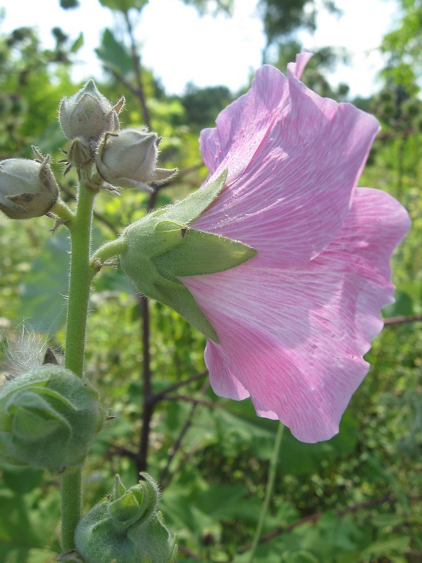 Изображение особи Alcea rosea.