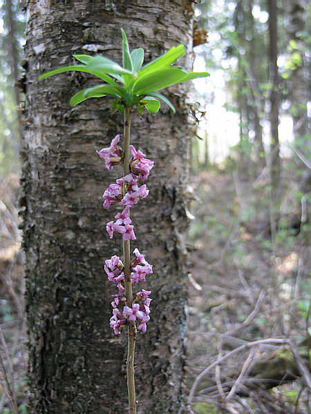 Image of Daphne mezereum specimen.