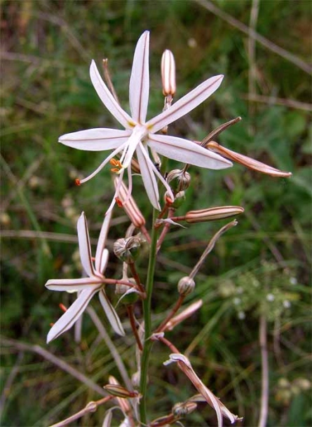 Изображение особи Asphodeline tenuior.