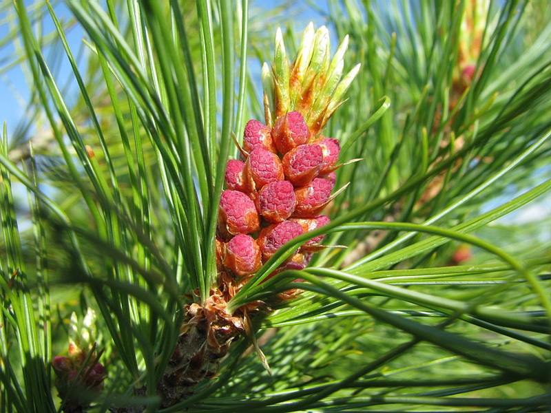 Image of Pinus pumila specimen.