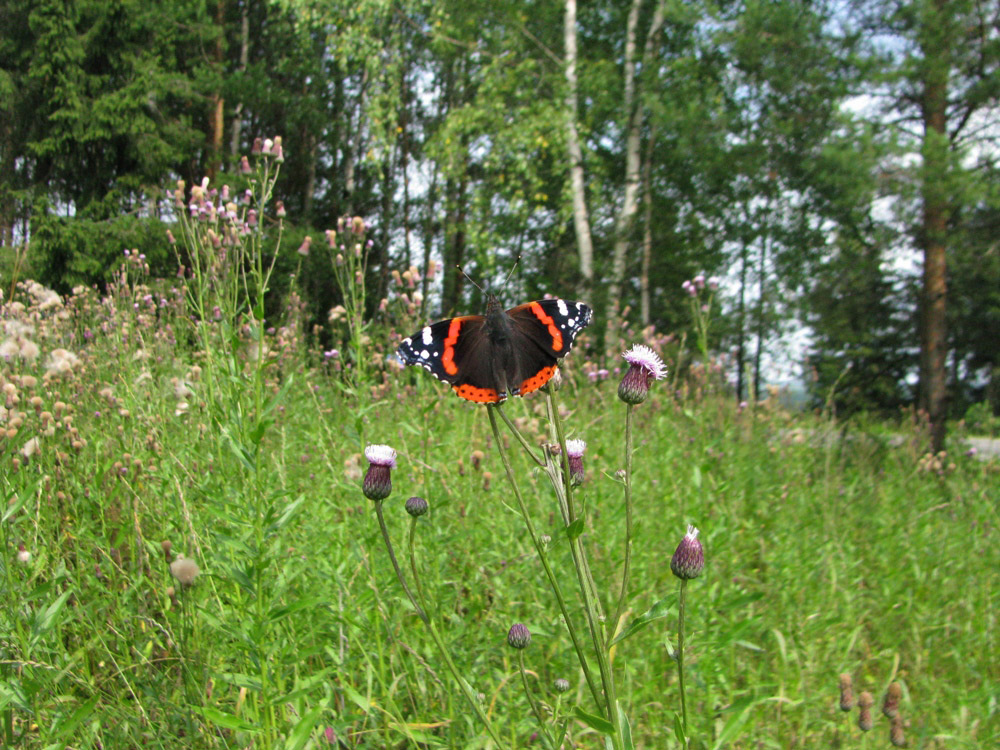 Image of Cirsium setosum specimen.