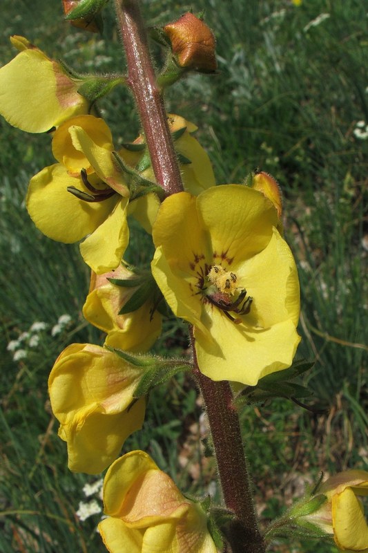 Изображение особи Verbascum spectabile.