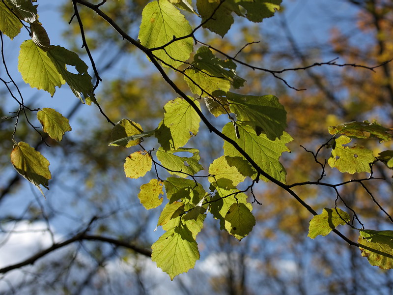 Image of Corylus avellana specimen.