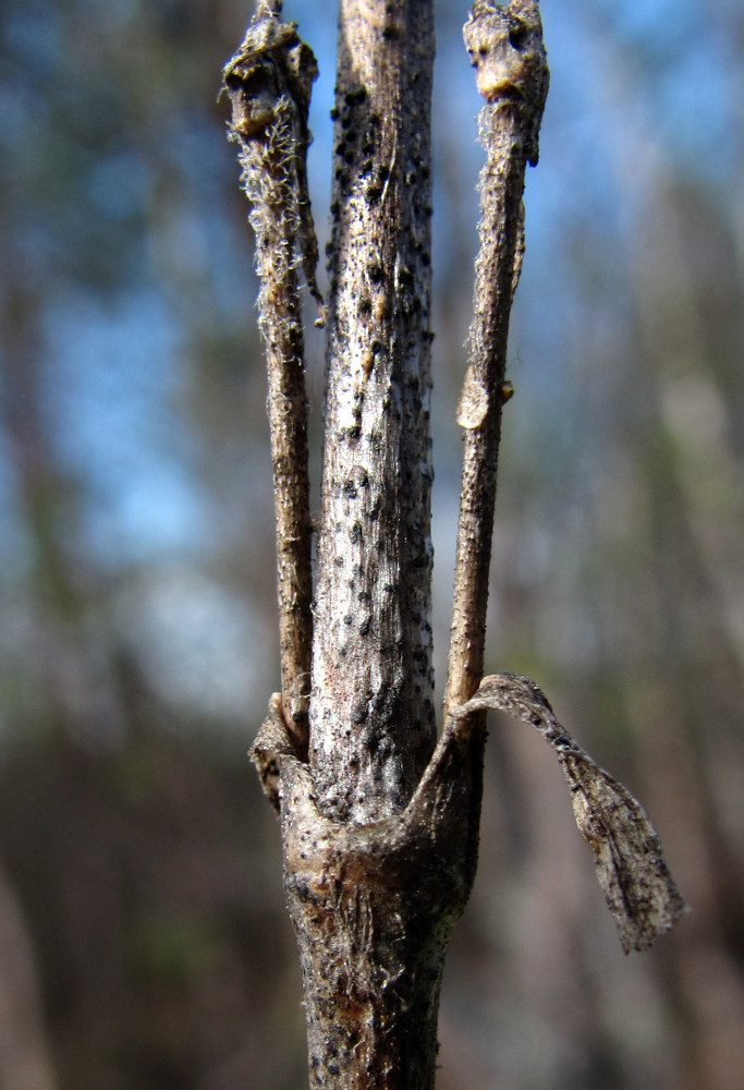 Image of Silene tatarica specimen.