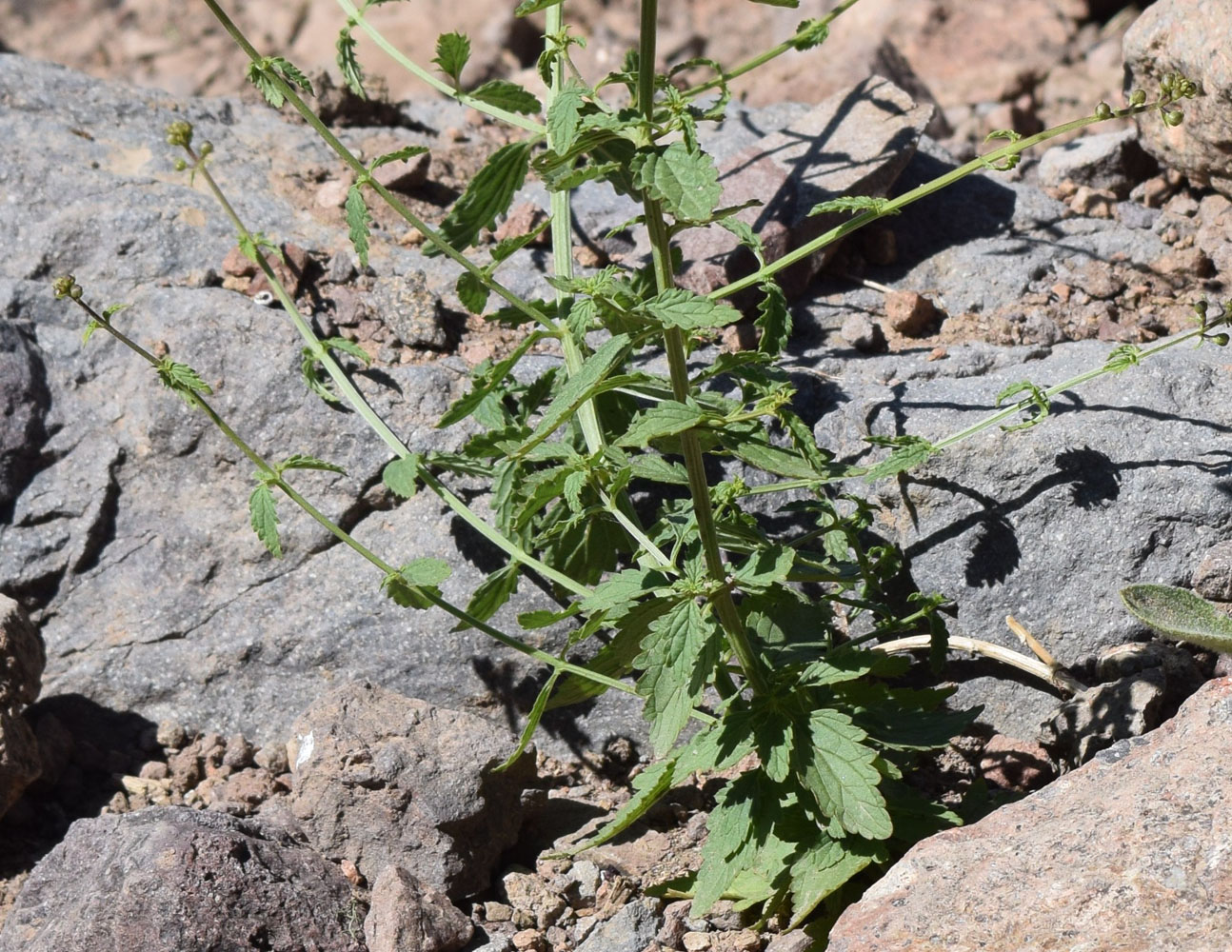 Image of Scrophularia integrifolia specimen.