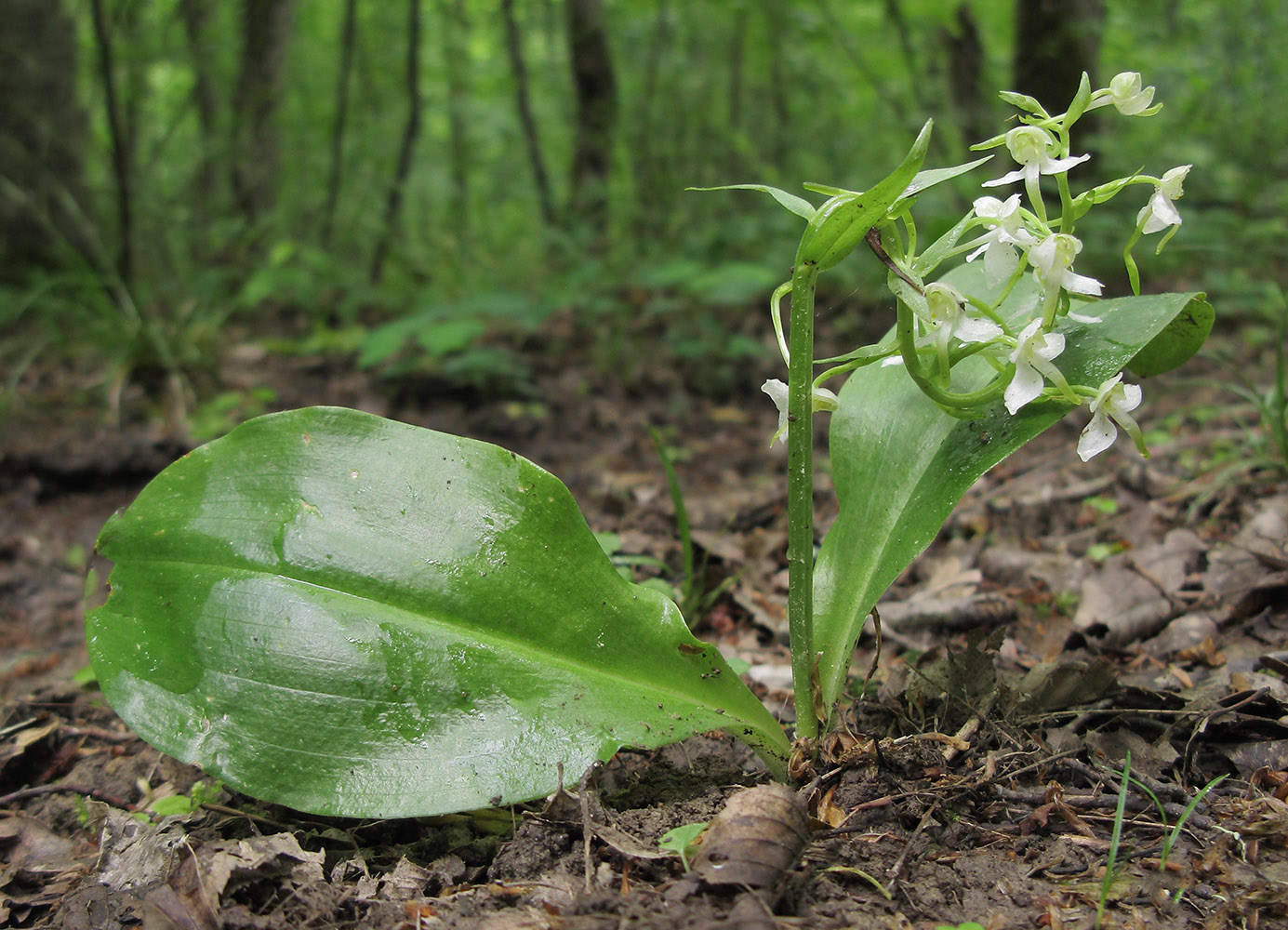 Image of Platanthera chlorantha specimen.