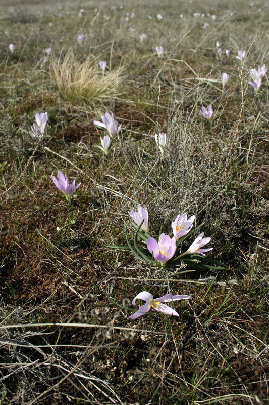 Image of Bulbocodium versicolor specimen.