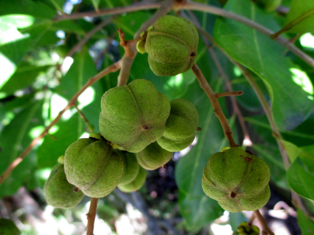 Image of Cupaniopsis anacardioides specimen.