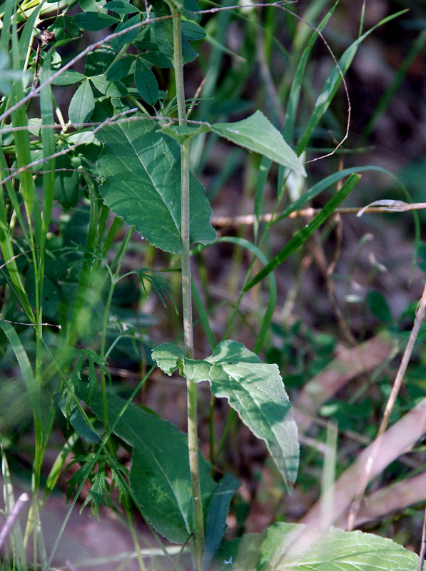 Image of Campanula bononiensis specimen.