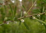 Amygdalus nana. Ветвь с плодами. Татарстан, Лениногорский р-н, смешанный лес. 08.06.2015.