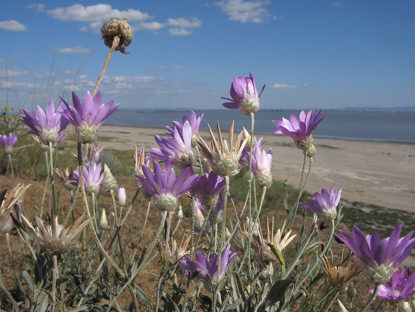 Image of Xeranthemum annuum specimen.