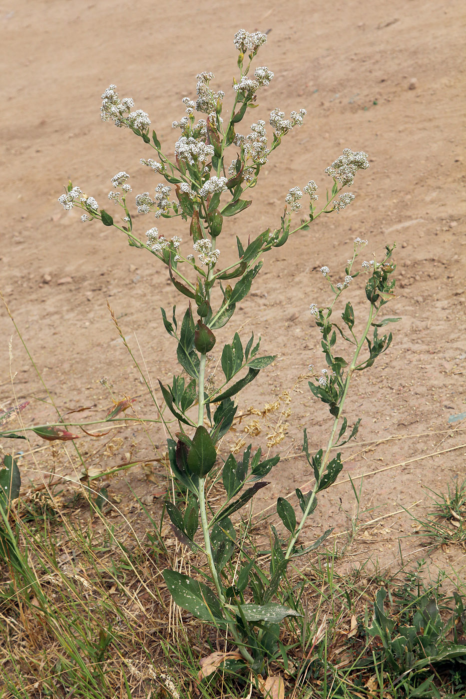 Image of Lepidium latifolium specimen.