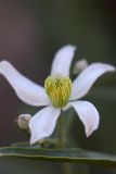 Clematis songorica. Цветок. Южный Казахстан, горы Алатау (Даубаба), Скалистое ущелье. 07.07.2014.