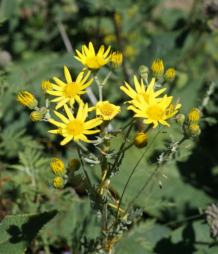 Изображение особи Senecio jacobaea.