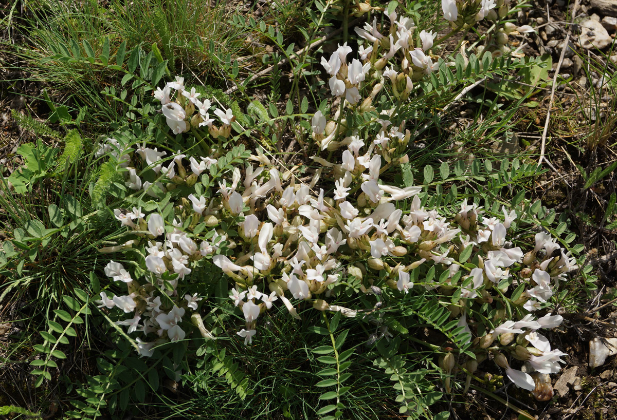 Image of Astragalus megalanthus specimen.