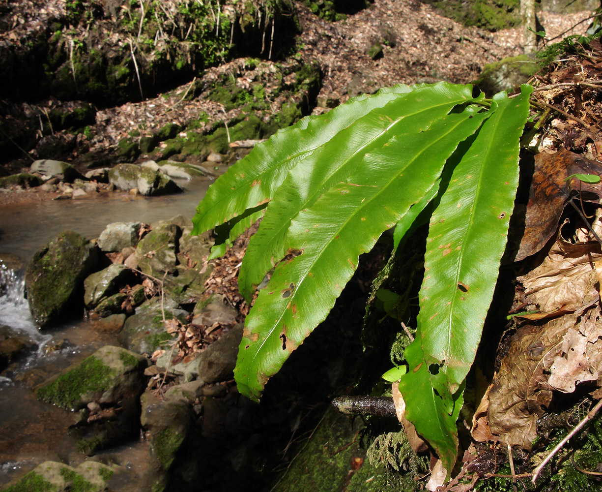 Изображение особи Phyllitis scolopendrium.