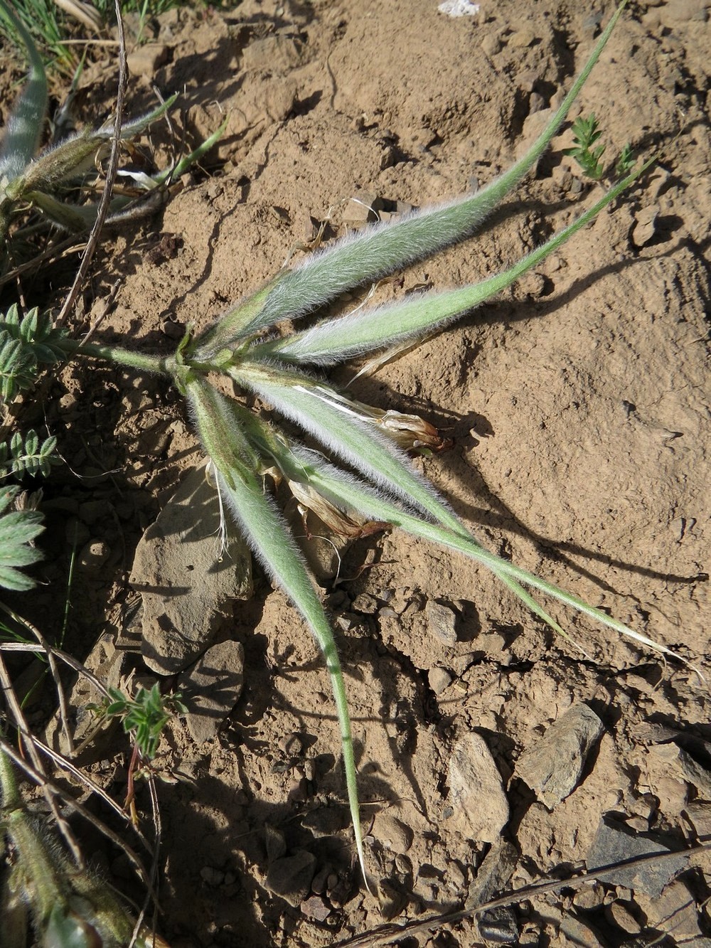 Изображение особи Astragalus xipholobus.