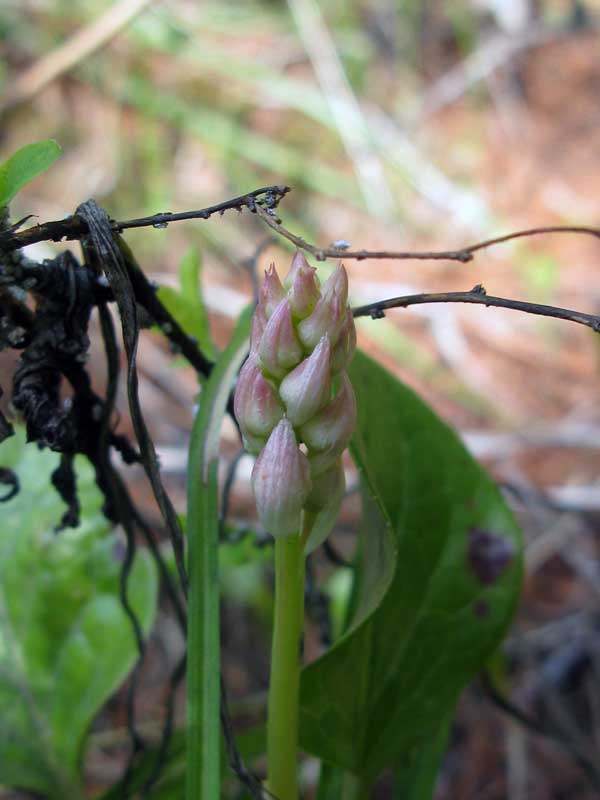 Image of Pyrola incarnata specimen.