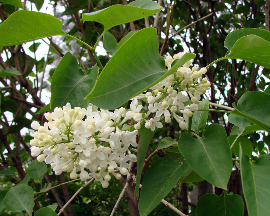 Изображение особи Syringa vulgaris.