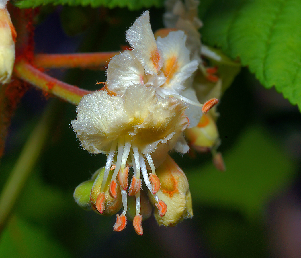 Image of Aesculus hippocastanum specimen.