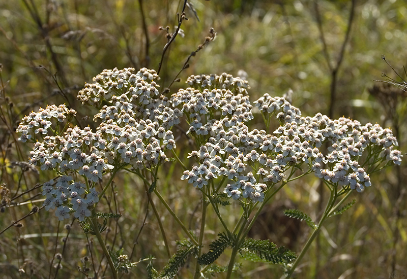 Изображение особи род Achillea.