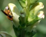 Pedicularis sceptrum-carolinum. Часть соцветия (хорошо видны чашечки и прицветные листья). Украина, Волынская обл., Ковельский р-н, заказник \"Любче\". 19 июля 2007 г.