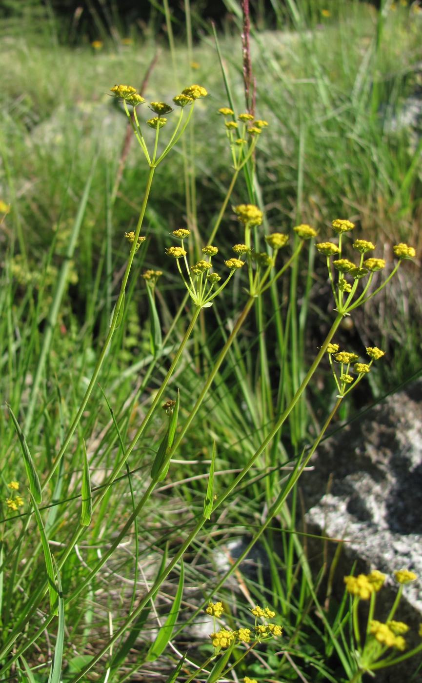 Image of Bupleurum nordmannianum specimen.