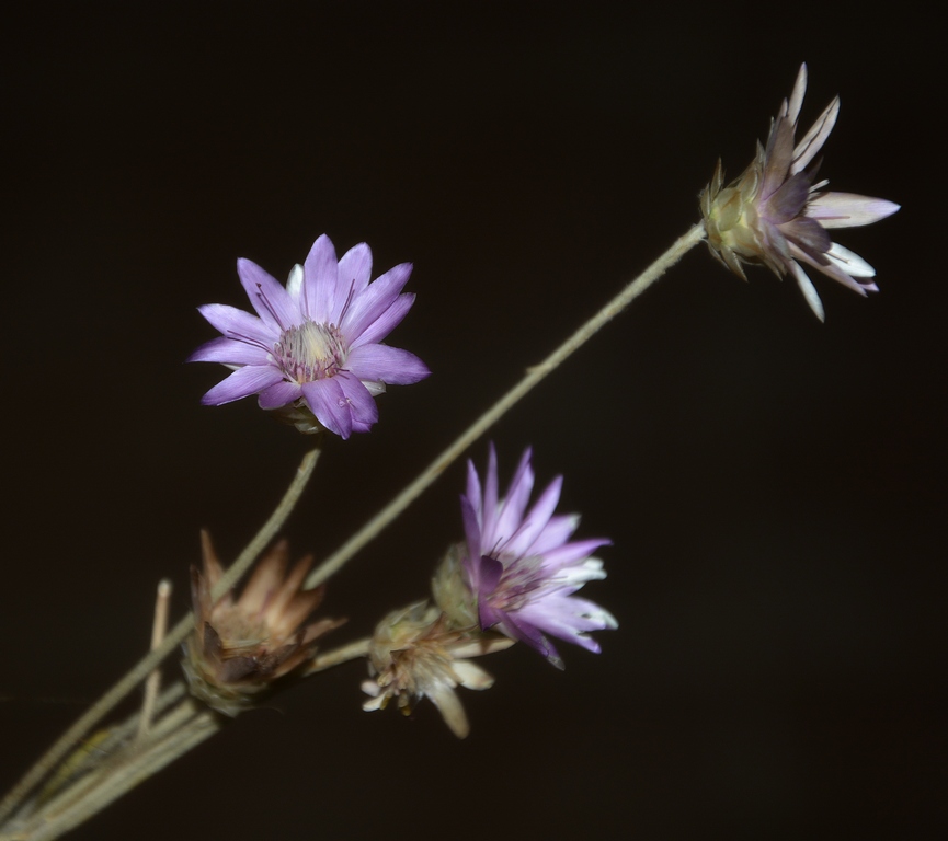 Image of Xeranthemum annuum specimen.