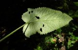 Salvia glutinosa. Лист (нижняя сторона). Республика Адыгея, Майкопский р-н, ок. 1 км севернее пос. Хамышки, южный склон горы Монах, выс. ок. 1000 м н.у.м., лиственный лес (дуб, граб, бук, осина), у тропы. 21.08.2016.