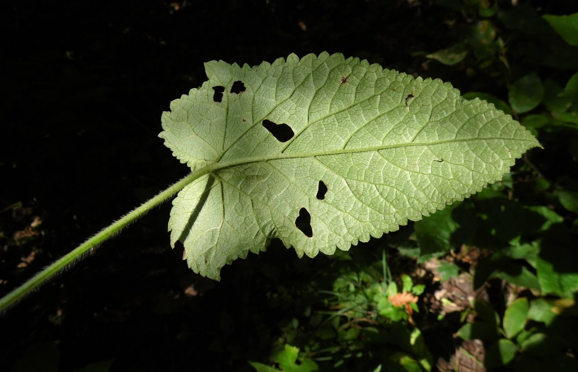 Image of Salvia glutinosa specimen.