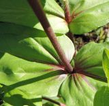 Zinnia elegans. Часть стебля и основания листьев. Москва, Новогиреево, ул. Кусковская, промзона, в культуре. 01.09.2016.