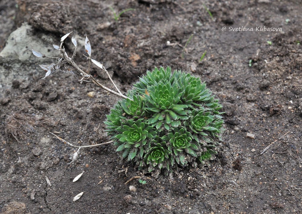 Image of Draba aizoides specimen.