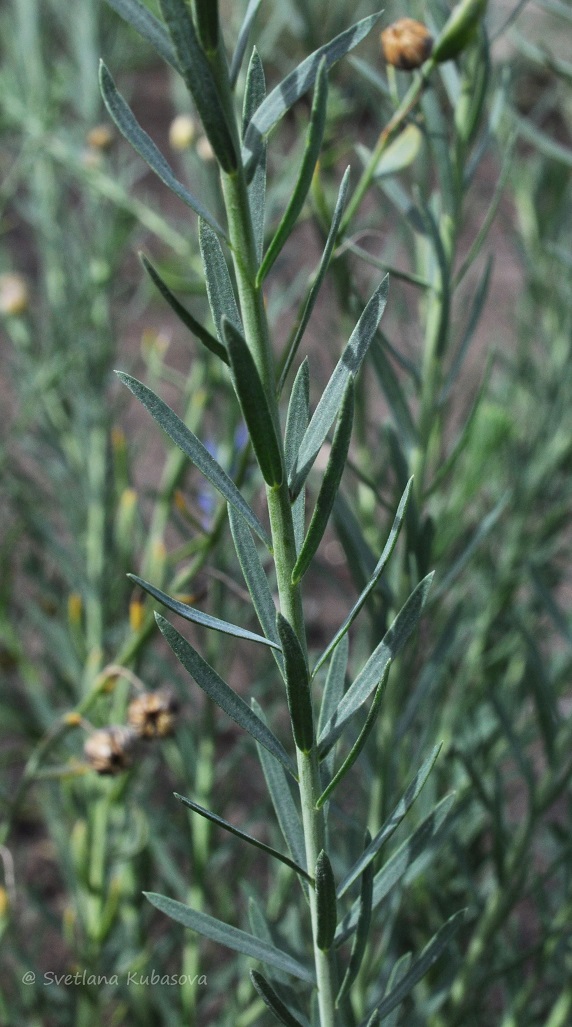 Изображение особи Linum austriacum.