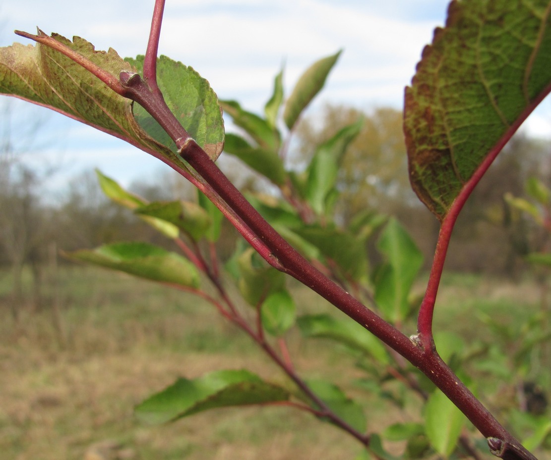 Изображение особи род Malus.