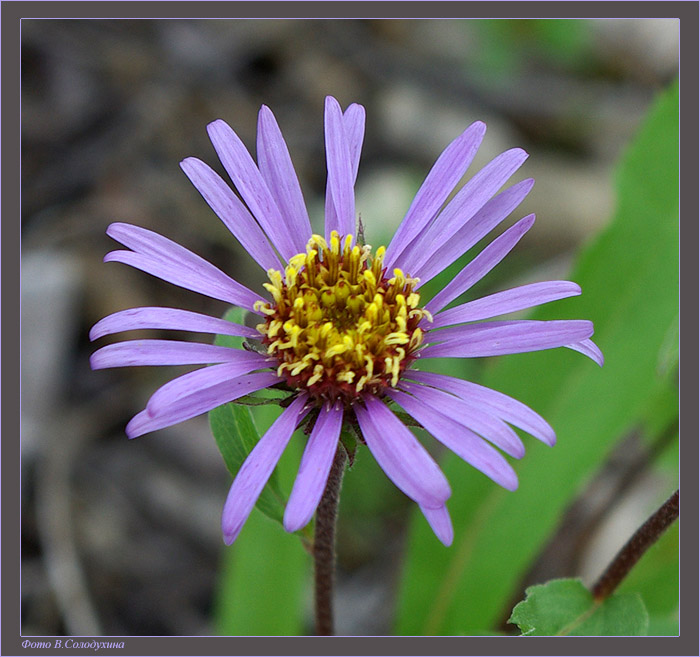 Image of Aster sibiricus specimen.